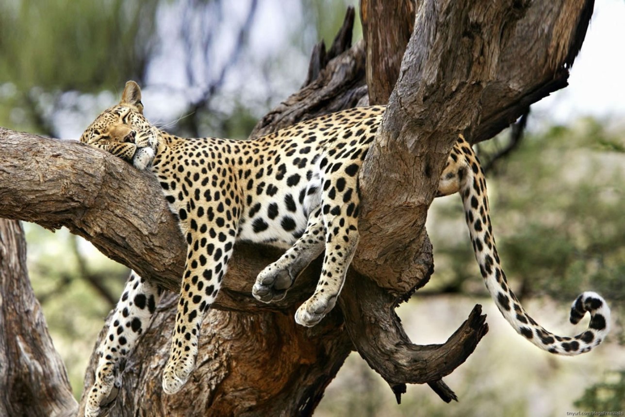 samburu-safari