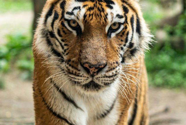 Leopard resting in tree in Serengeti