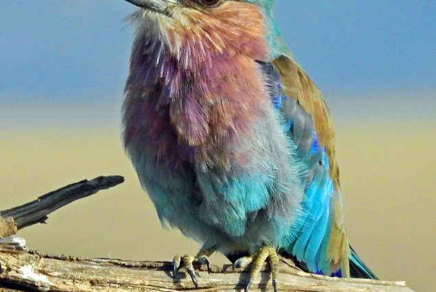 Massive wildebeest herd during Great Migration