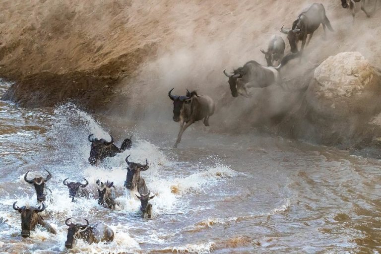 6 Days Masai Mara, Serengeti Migration & Ngorongoro Safari
