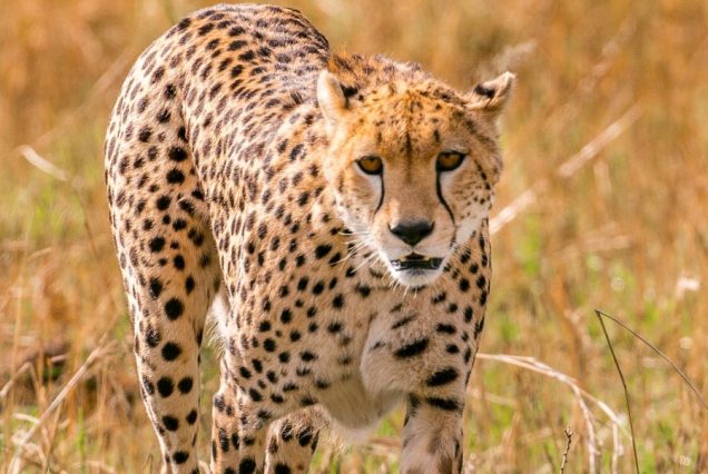 Cheetah-Masai_Mara