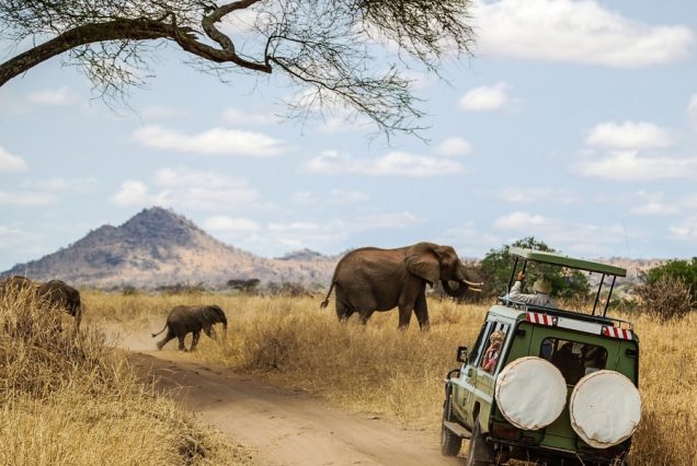 Game-drives-Mara