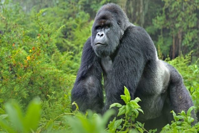 3 Days Uganda Gorilla Safari to Bwindi Impenetrable National Park