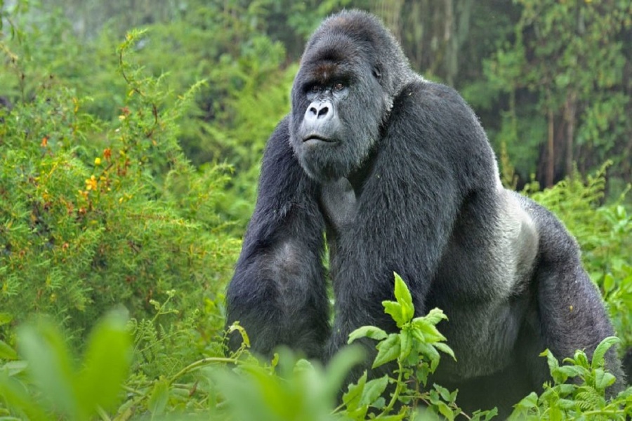 Gorillas-Bwindi2
