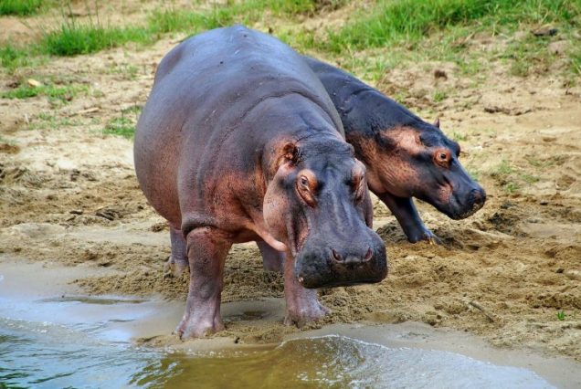 4 Days Lake Mburo, Bwindi  Gorilla Trekking & Lake Bunyonyi Safari