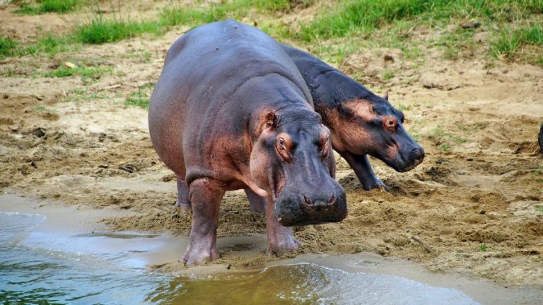 4 Days Lake Mburo, Bwindi  Gorilla Trekking & Lake Bunyonyi Safari