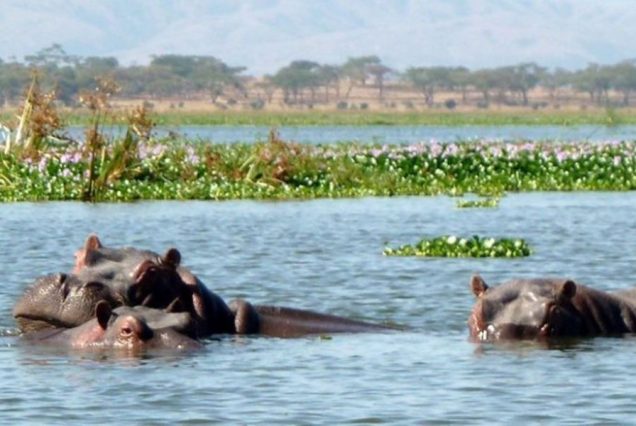 Lake-Naivasha-tour