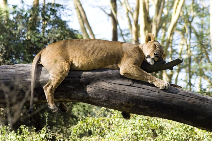 Lake-nakuru-lion