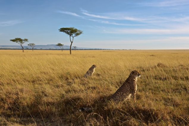 10 Days Best of Kenya National Parks Safari & Watamu Beach