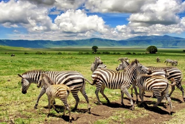 Ngorongoro-Crater6