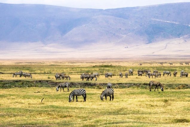 Ngorongoro_Safari
