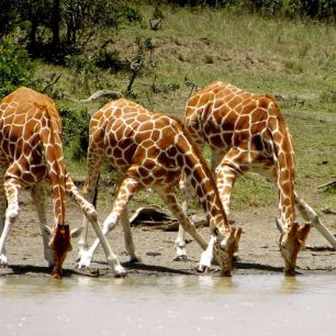 Ol Pejeta Conservancy