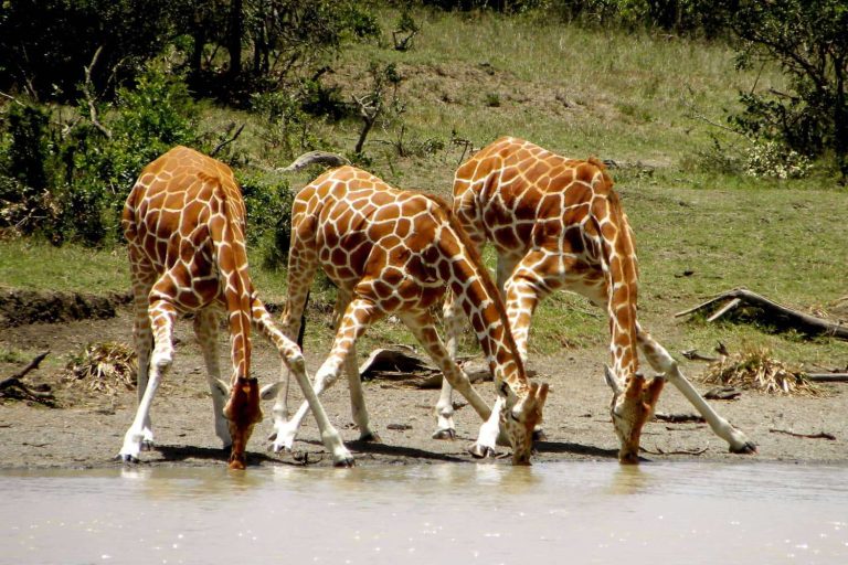 5 Days Ol Pejeta Conservancy, Lake Nakuru & Masai Mara Safari