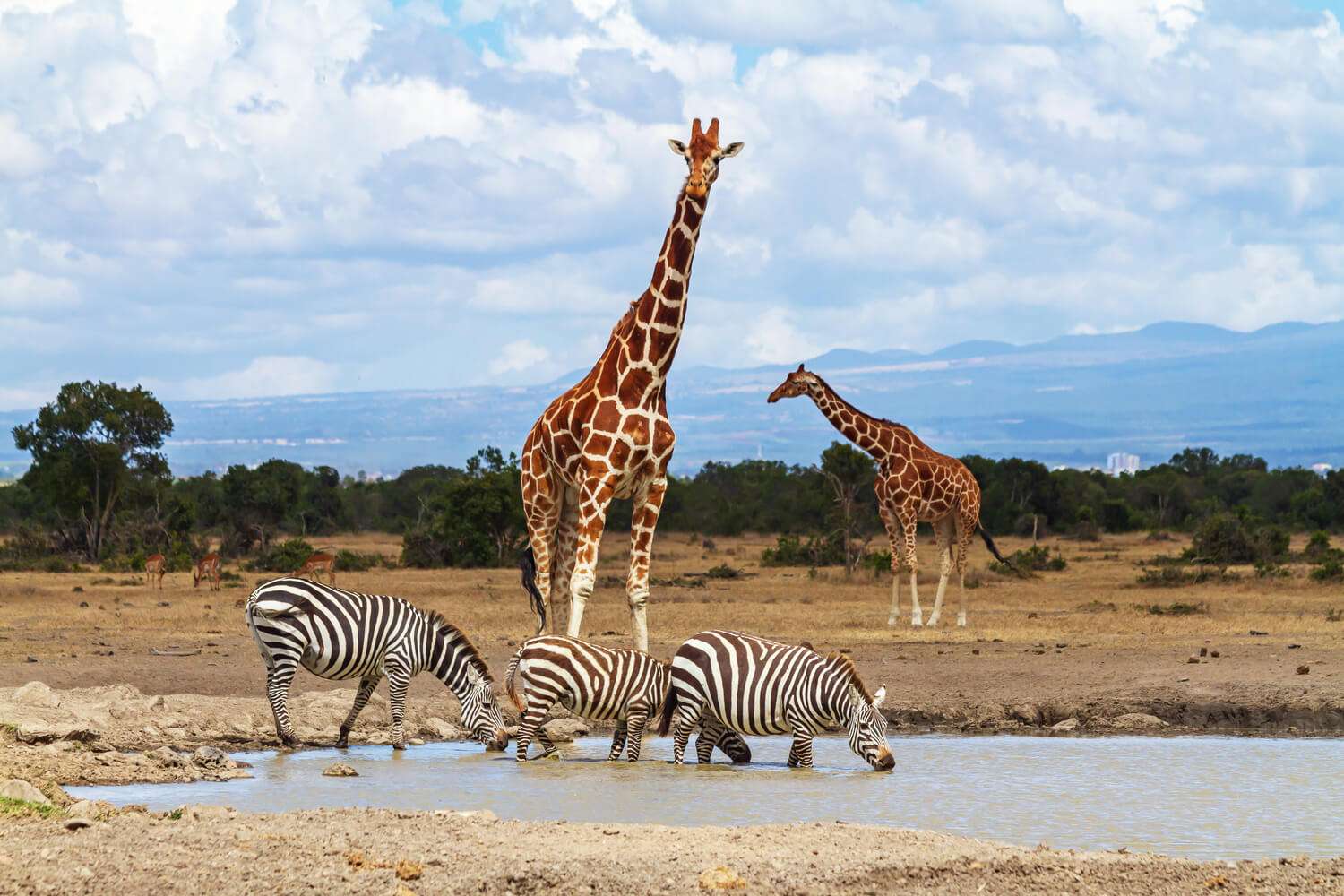 Ol-Pejeta-Wildlife