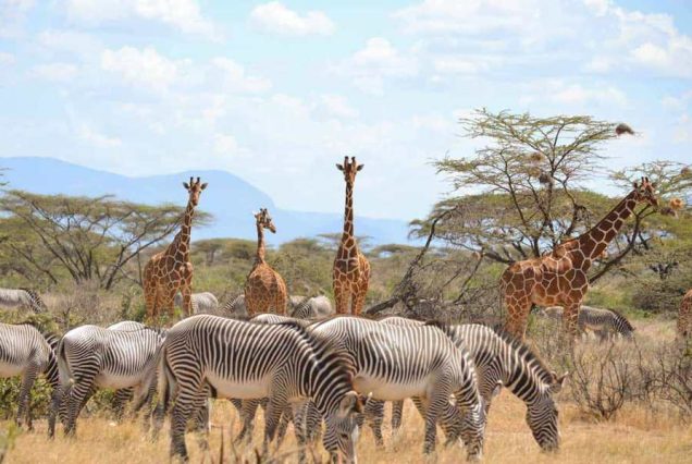 Samburu-Safaris