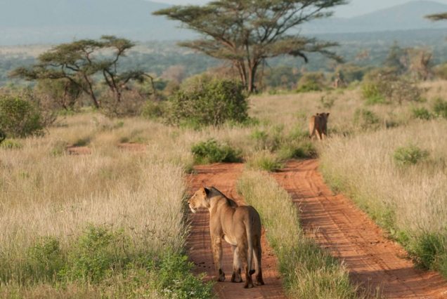 7 Days Kenya Flying Safari: Amboseli, Samburu & Masai Mara