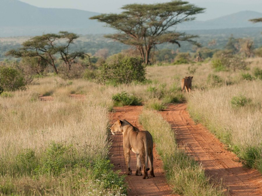 Samburu-tour4