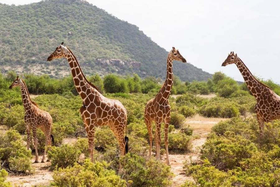 Samburu_giraffes
