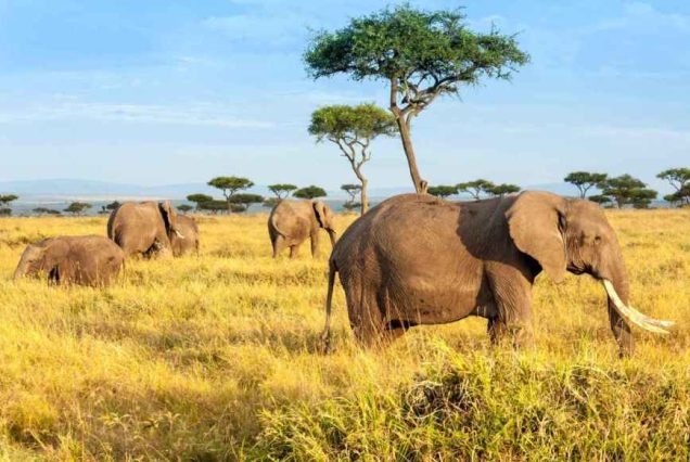 Serengeti