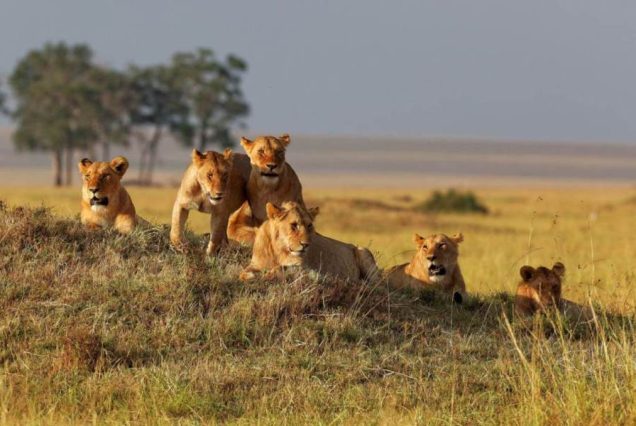 Serengeti-Safari