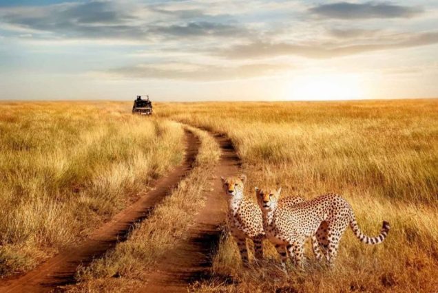 5 Days Lake Manyara, Ngorongoro & Serengeti Adventure