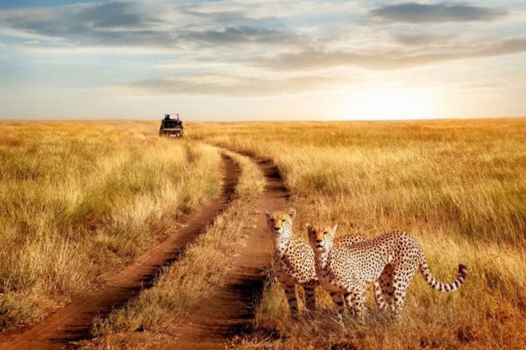 5 Days Lake Manyara, Ngorongoro & Serengeti Adventure