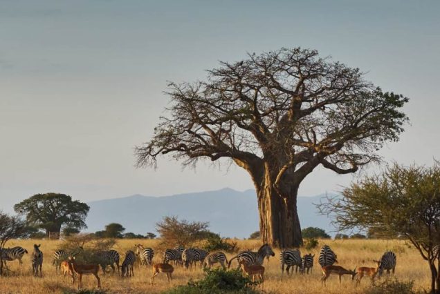 Tarangire-National-Park2