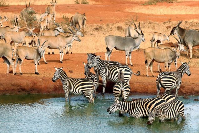 8 Days Amboseli, Tsavo West & Tsavo East Safari with Diani Beach