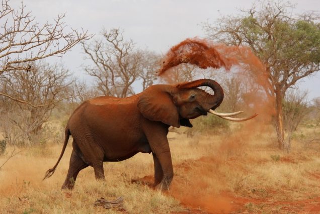 15 Days, 14 Nights Highlights of Kenya Safari & Diani Beach