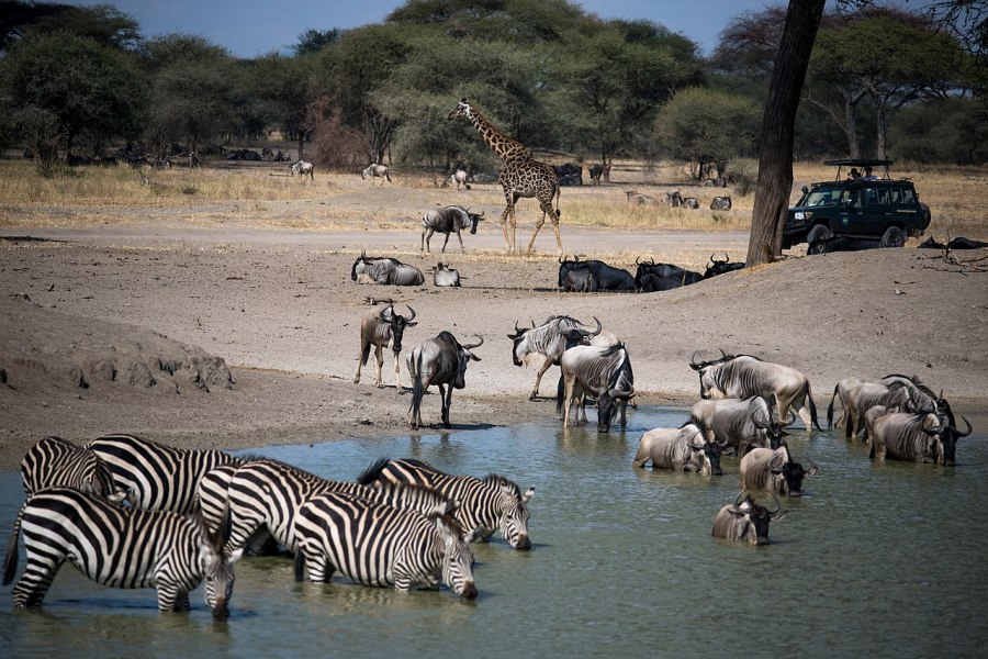 Zebras_Tarangire