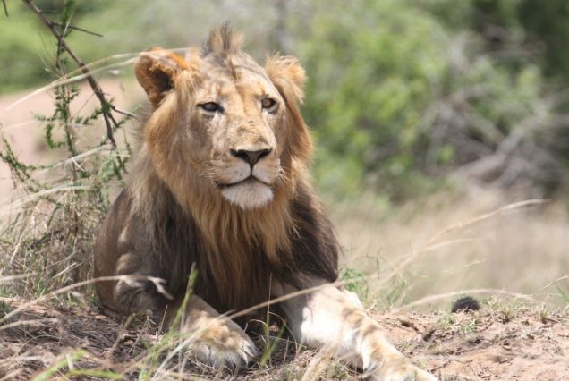 5 Days Rwanda Gorilla Trekking & Akagera Safari Adventure