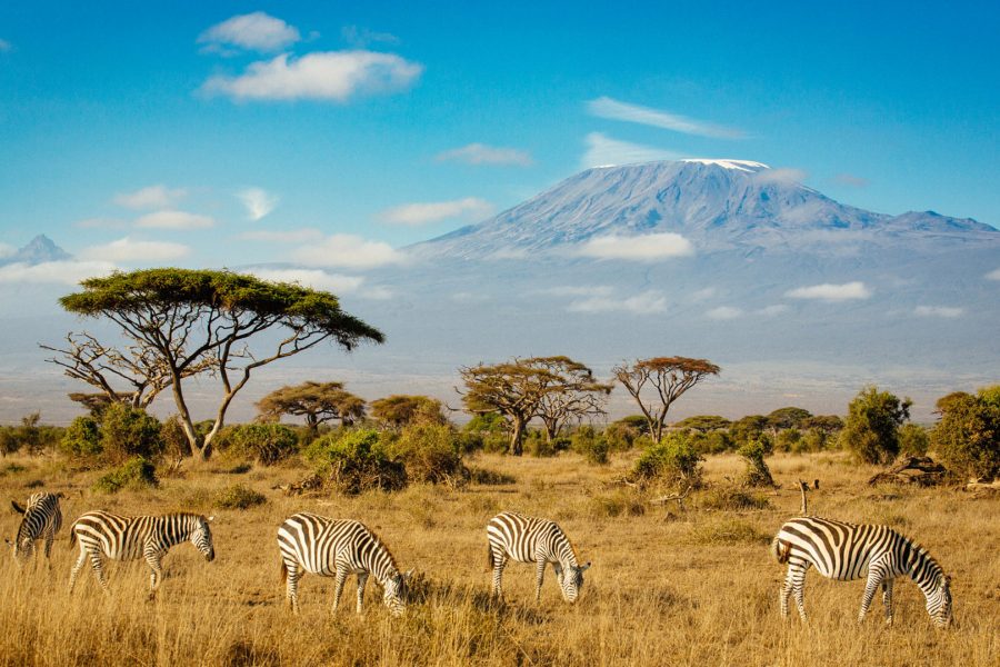 amboseli-zebras