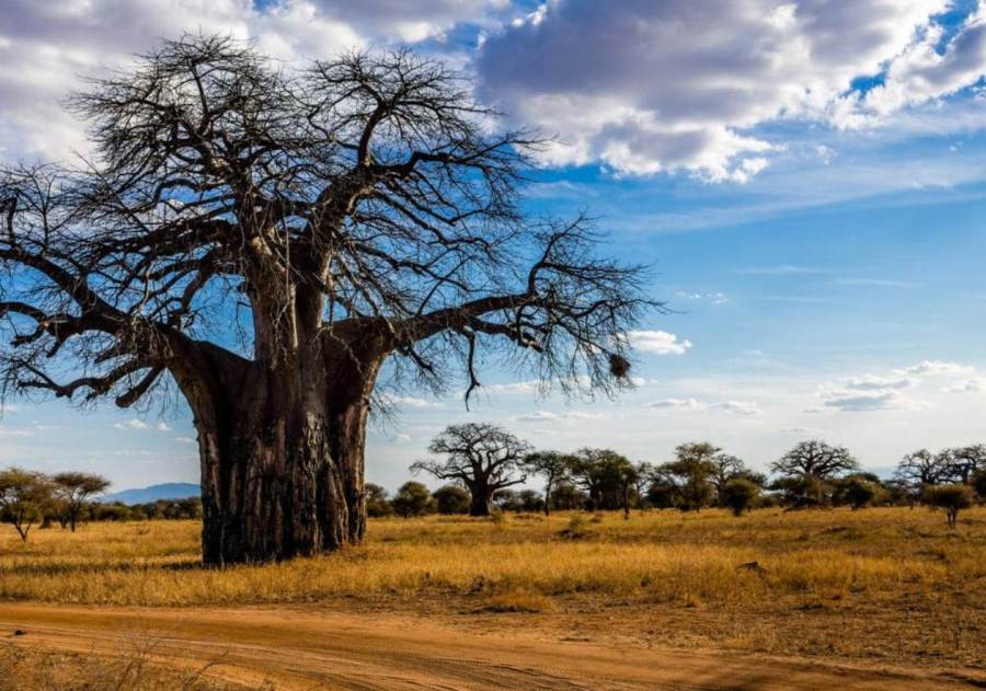 baobab-tarangire