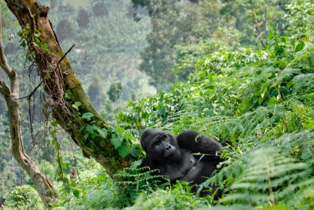 bwindi-gorilla4