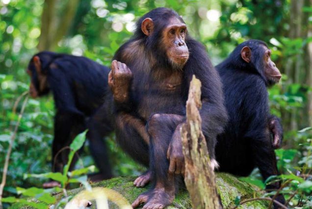 5 Days, 4 Nights Rwanda Primates Safari Adventure