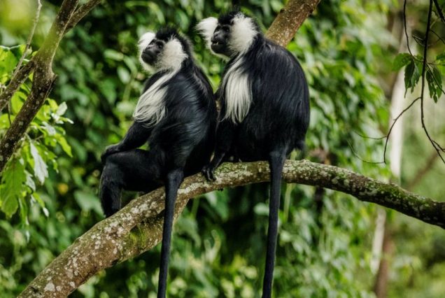 7 Days Rwanda Gorilla Tracking & Wildlife Adventure Safari