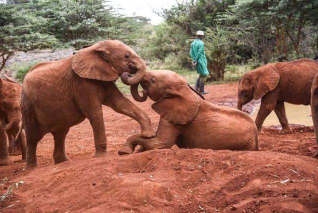 David Sheldrick Elephant Orphanage & Giraffe Center Day Tour