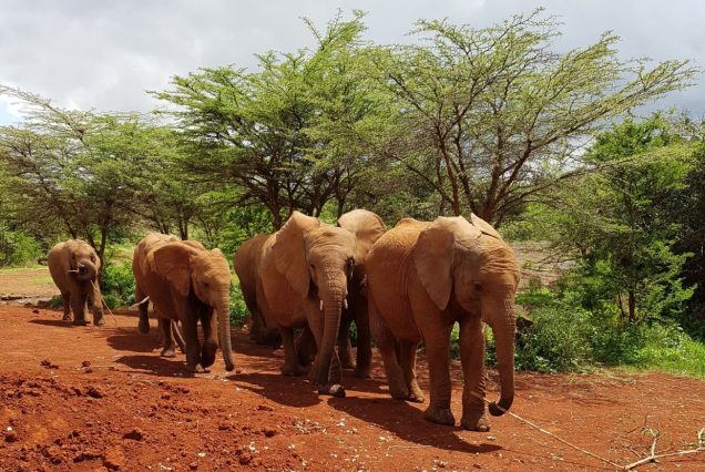 david-sheldrick-elephant-orphanage5