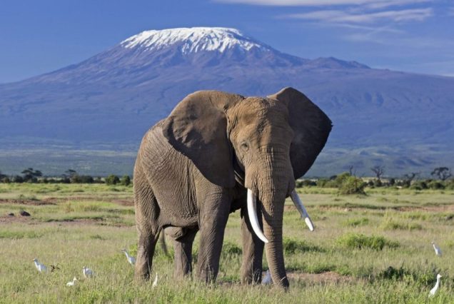 5 Days Amboseli & Masai Mara Luxury Air Safari