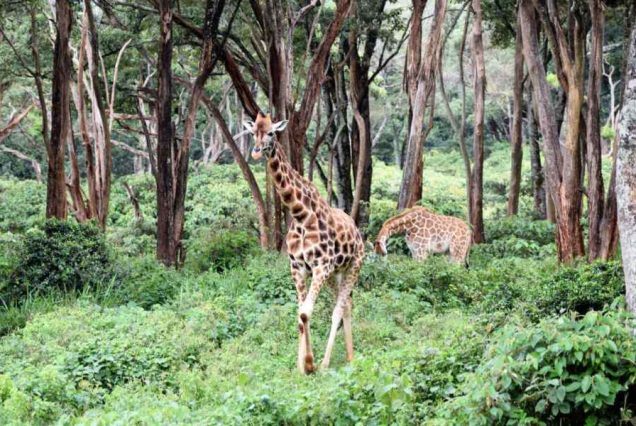 giraffe-center-tour2