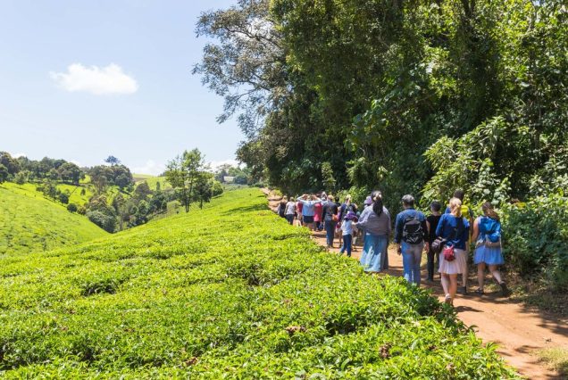 Kiambethu Tea Farm Day Trip