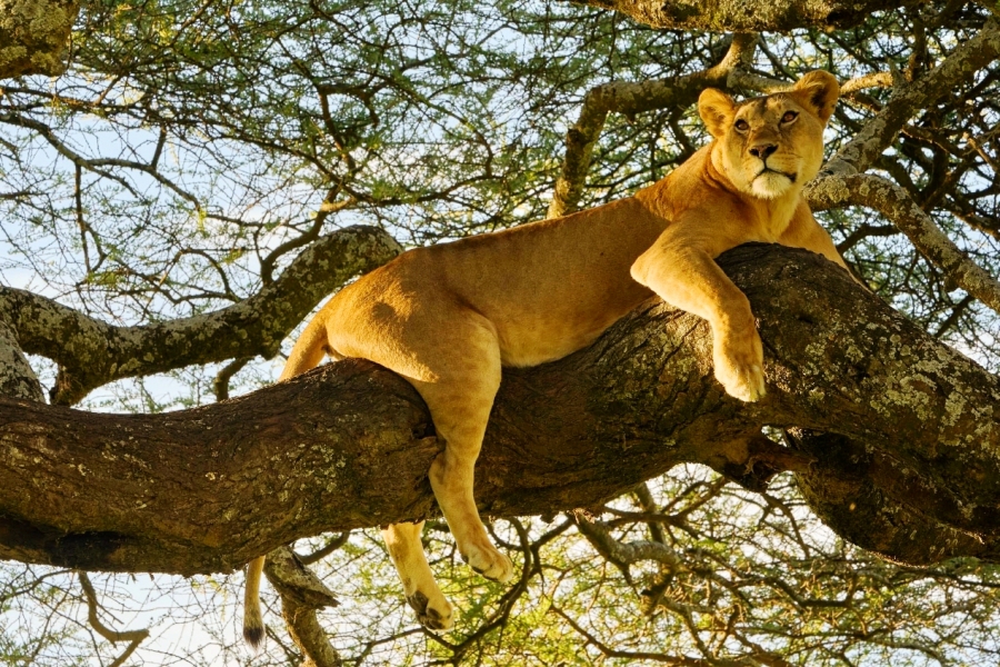 lake-manyara4