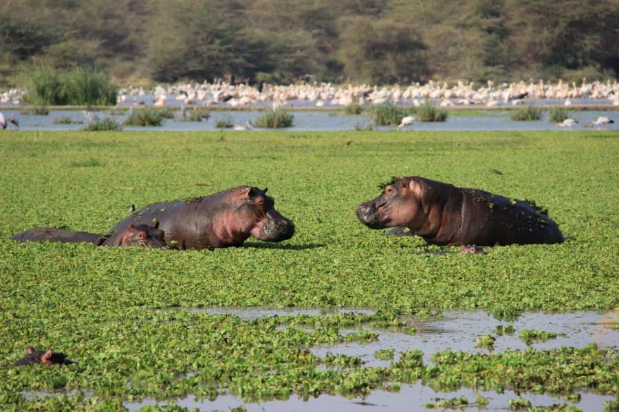 lake-manyara6