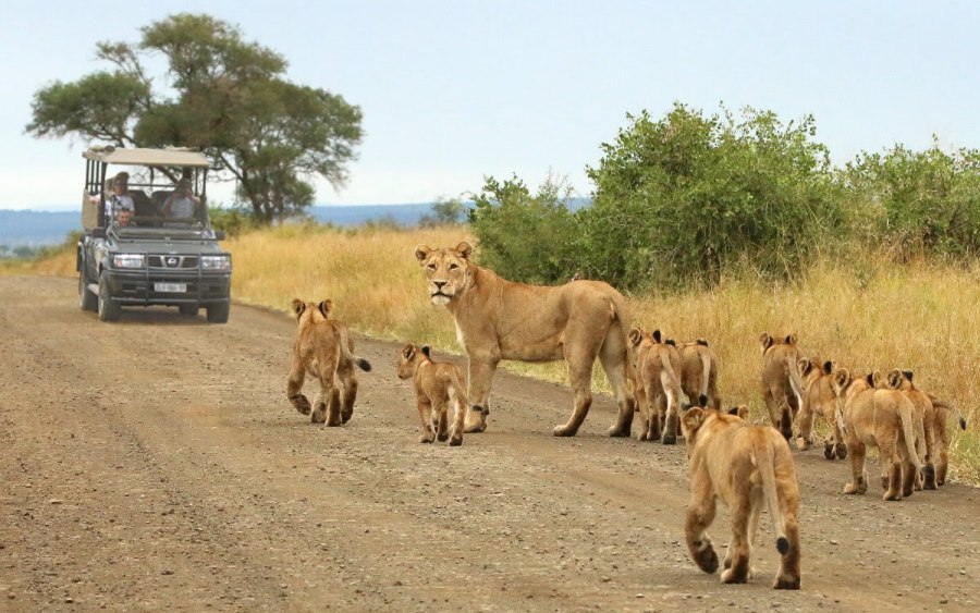 ngorongoro