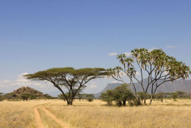 12 Days Kenya Wildlife Safari & Beach Romantic Honeymoon