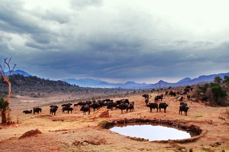 watering-hole-tsavo-East