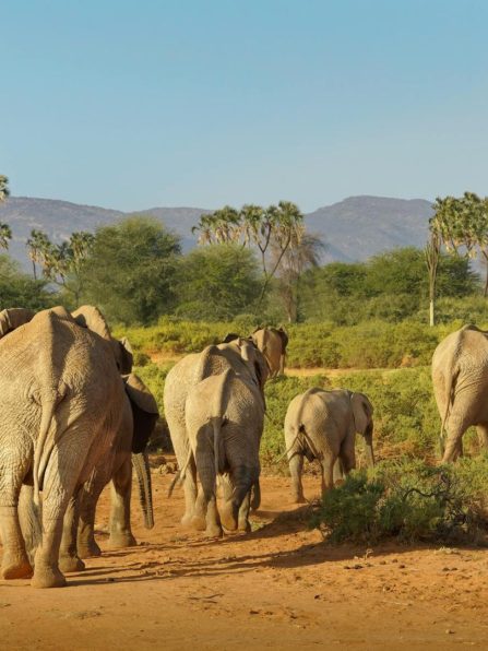 samburu-national-park_A_30972239